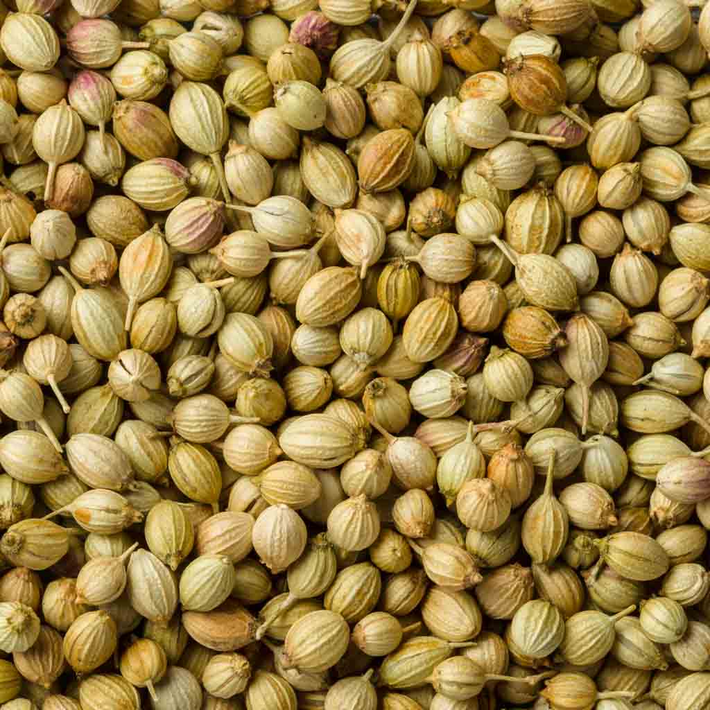 Coriander Seeds | 1 KG